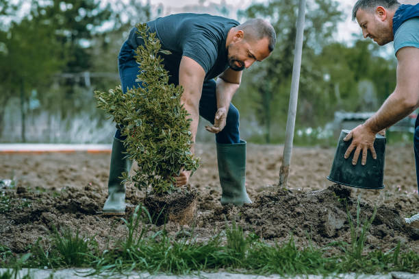 The Steps Involved in Our Tree Care Process in Wayne, IL